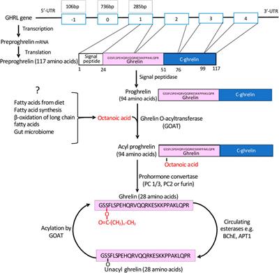 Acylation, a Conductor of Ghrelin Function in Brain Health and Disease